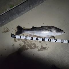 セイゴ（マルスズキ）の釣果
