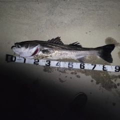 セイゴ（マルスズキ）の釣果
