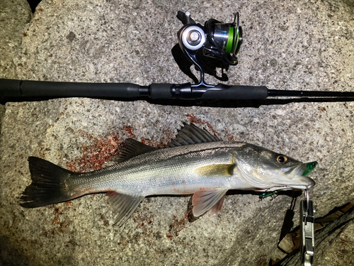 シーバスの釣果