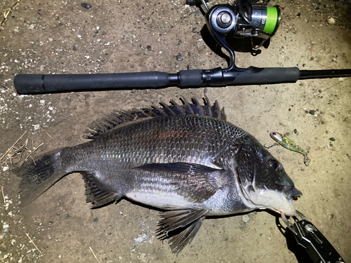 チヌの釣果