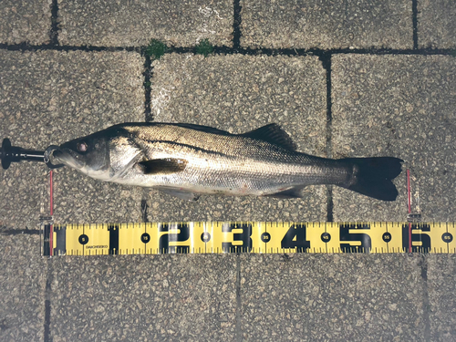 シーバスの釣果