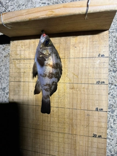 シロメバルの釣果