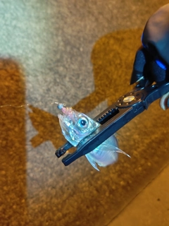 カマスの釣果