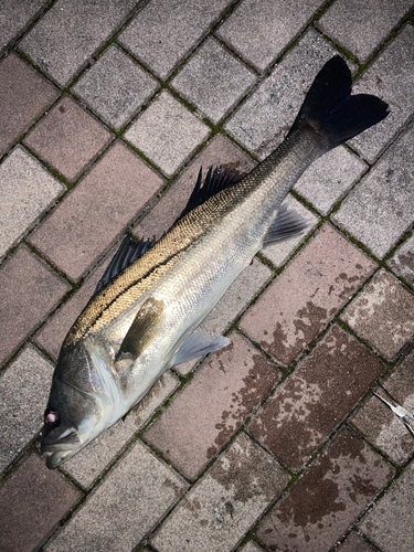 スズキの釣果