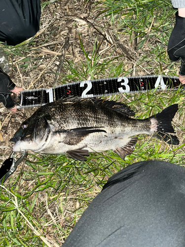 クロダイの釣果