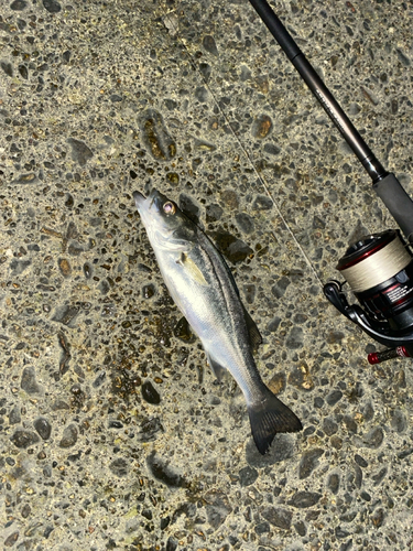 セイゴ（マルスズキ）の釣果