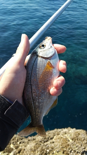 ウミタナゴの釣果