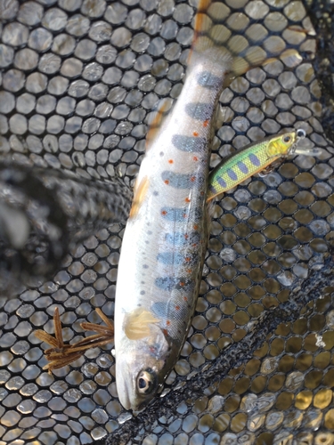 アマゴの釣果