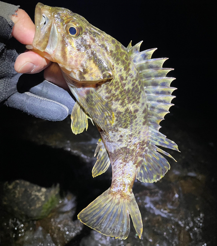 タケノコメバルの釣果