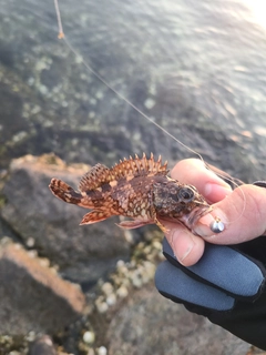 アラカブの釣果