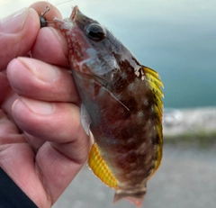 アカササノハベラの釣果