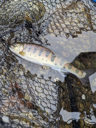 ヤマメの釣果