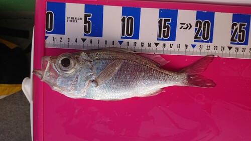 シロムツの釣果