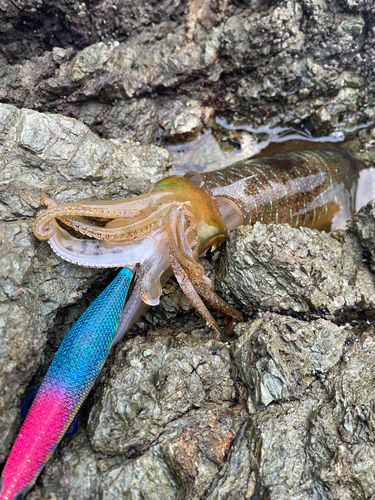 アオリイカの釣果