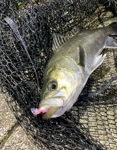 フッコ（マルスズキ）の釣果