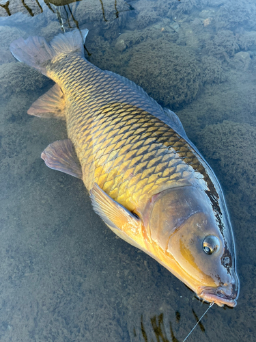 コイの釣果