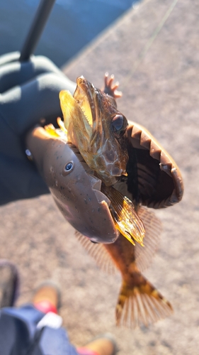 アナハゼの釣果