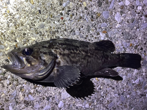 クロソイの釣果