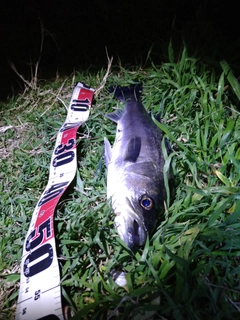 フッコ（マルスズキ）の釣果