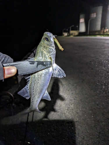 セイゴ（ヒラスズキ）の釣果