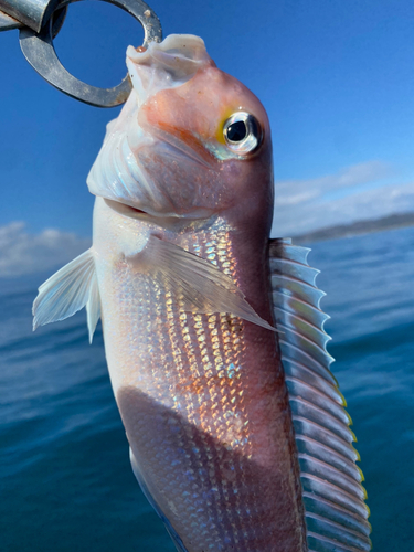 アカアマダイの釣果