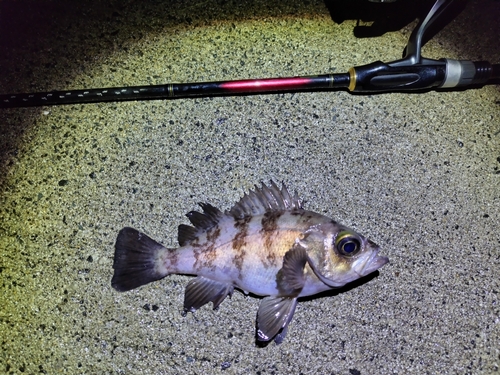 シロメバルの釣果