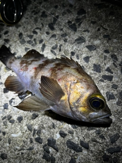 クロメバルの釣果