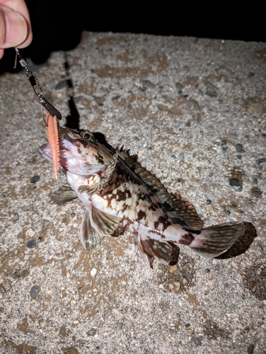 カサゴの釣果