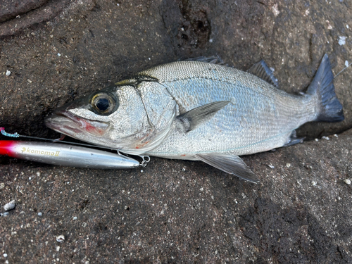 セイゴ（ヒラスズキ）の釣果