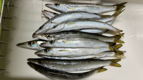 カマスの釣果