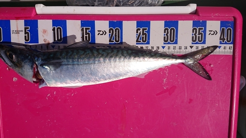 マサバの釣果