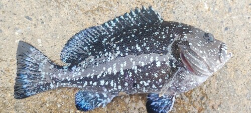 ツチホゼリの釣果