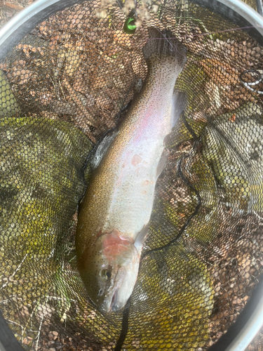 ニジマスの釣果