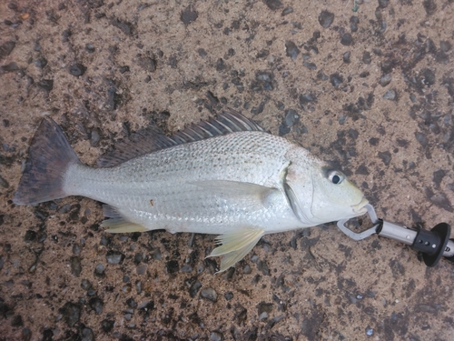 ホシミゾイサキの釣果