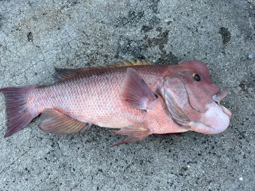 コブダイの釣果