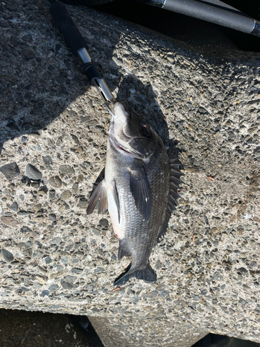 クロダイの釣果