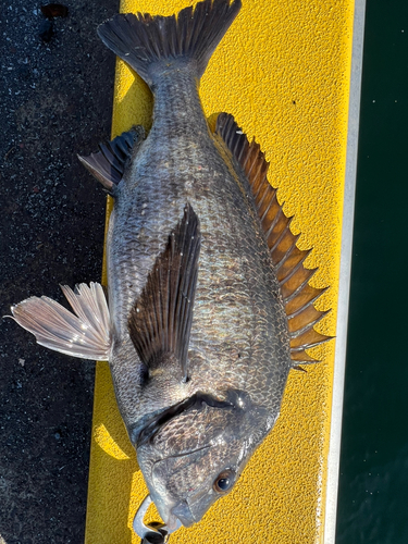 クロダイの釣果