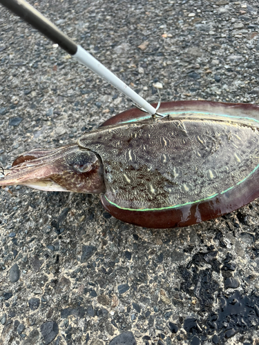 モンゴイカの釣果