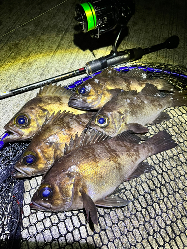 メバルの釣果