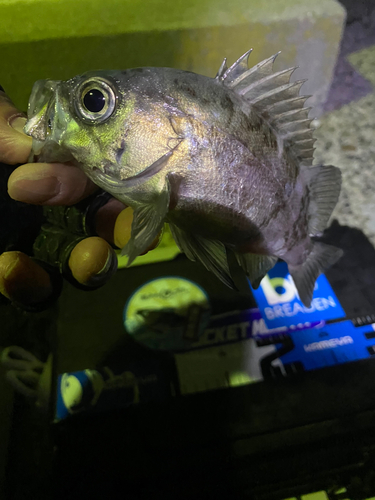 メバルの釣果