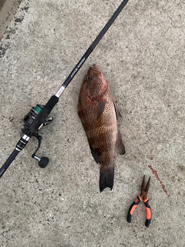 オオモンハタの釣果