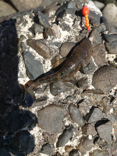 アゴハゼの釣果