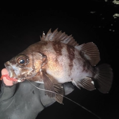 シロメバルの釣果