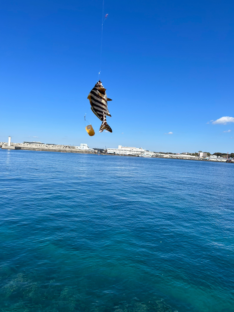 タカノハダイ