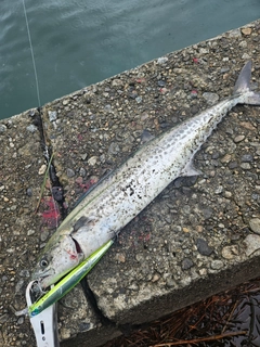 サゴシの釣果