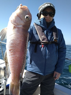 シロアマダイの釣果