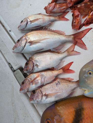 タイの釣果