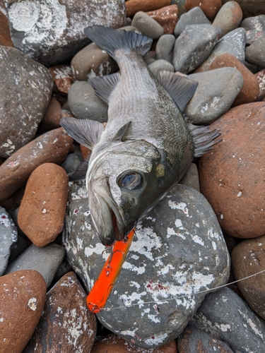 ヒラスズキの釣果