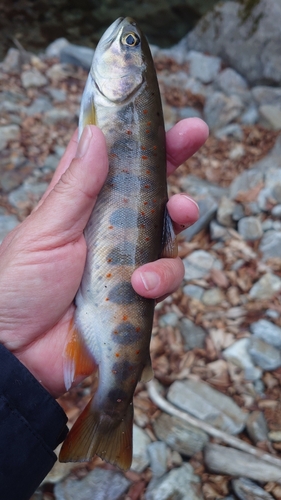 アマゴの釣果