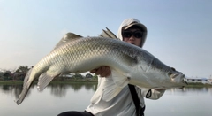 バラマンディの釣果